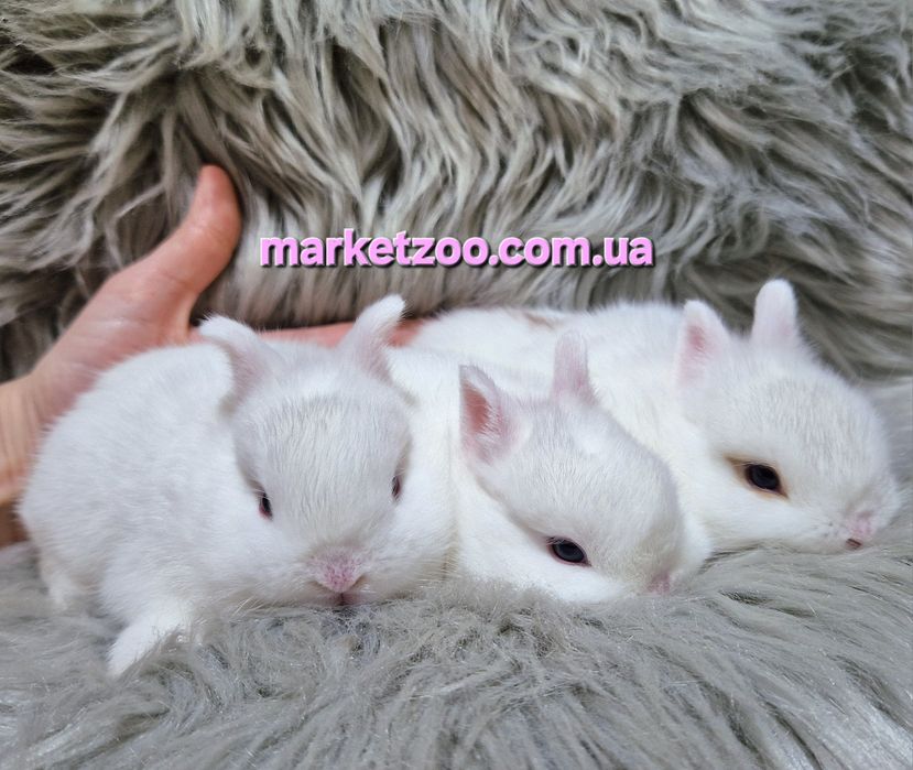 Міні кроленята Mini NDR карликовые карликовий карликові кроленята