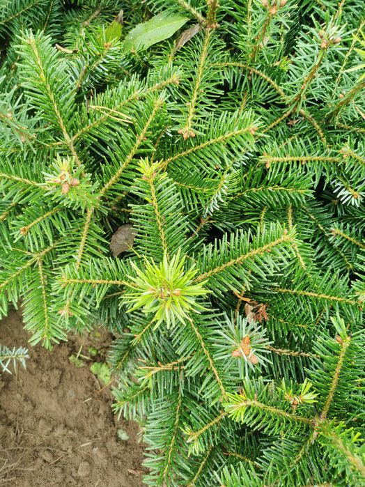 Sadzonki jodła Nordmann i Nobilis do 25 cm