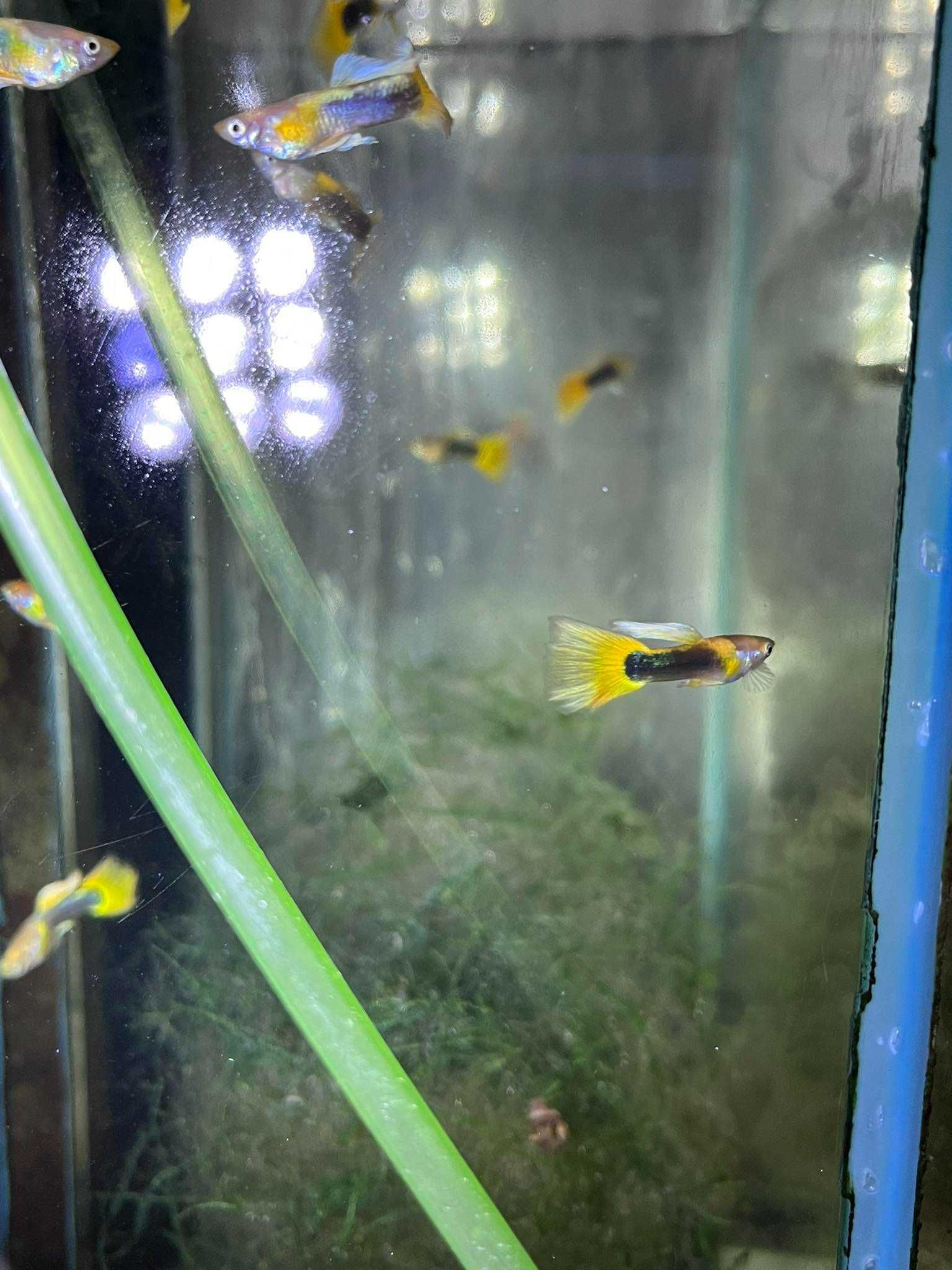 Gupik tuxedo yellow - Poecilia reticulata tuxedo yellow