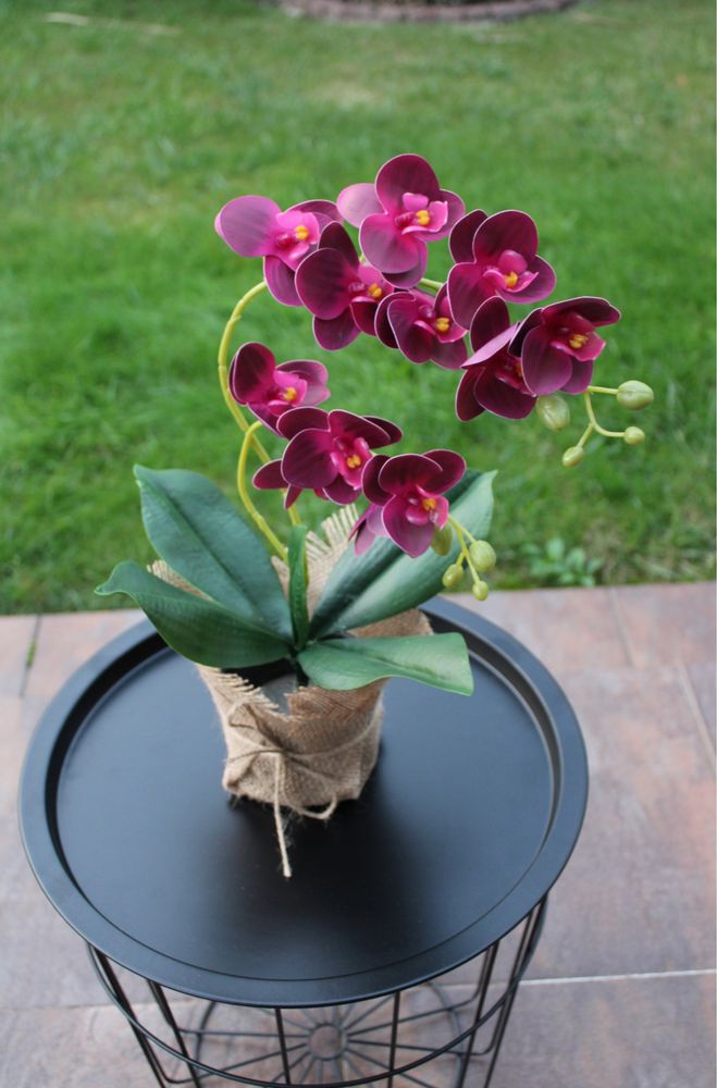 Piękny Storczyk 44cm