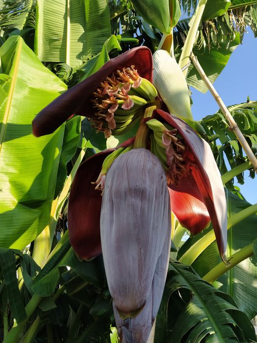 Bananeira Umbigo,  Coração