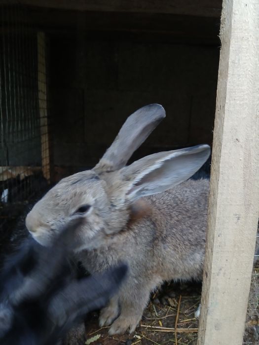 Кролі різного віку