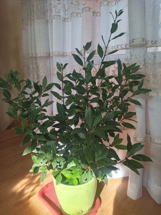 Продам   дифінбахію, лавр  та  лимон  вазони дуже великі та густі