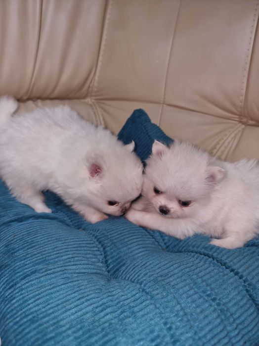 Шпиц с размером горошка