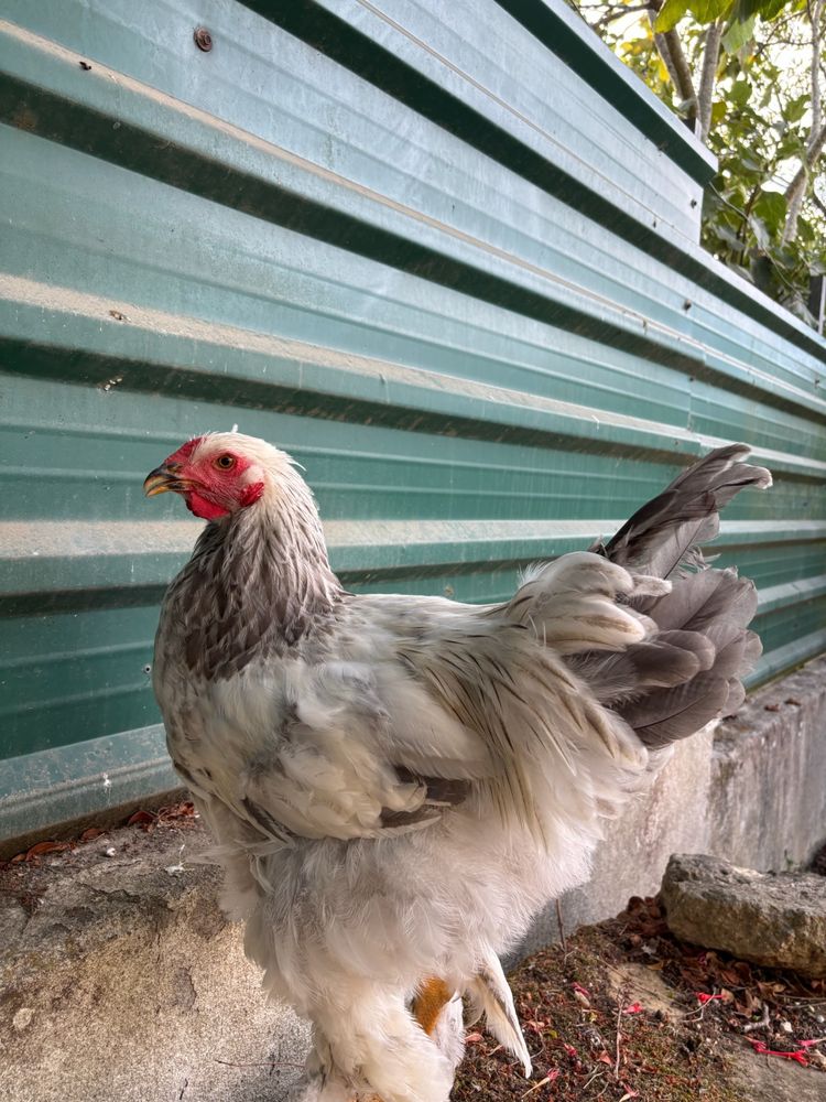 Galos Brahma Light