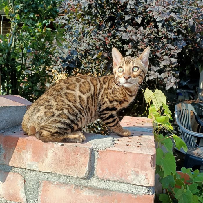 Kot bengalski, kocięta
