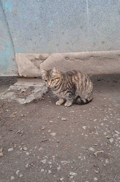 Кошенята шукають дім