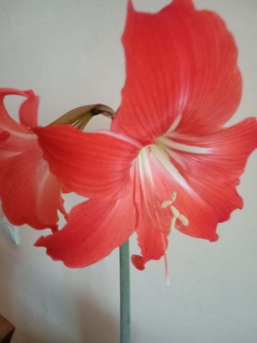 Кімнатна квітка з цибулинкою