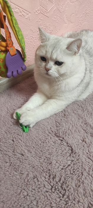 Суперская кошка Аляска