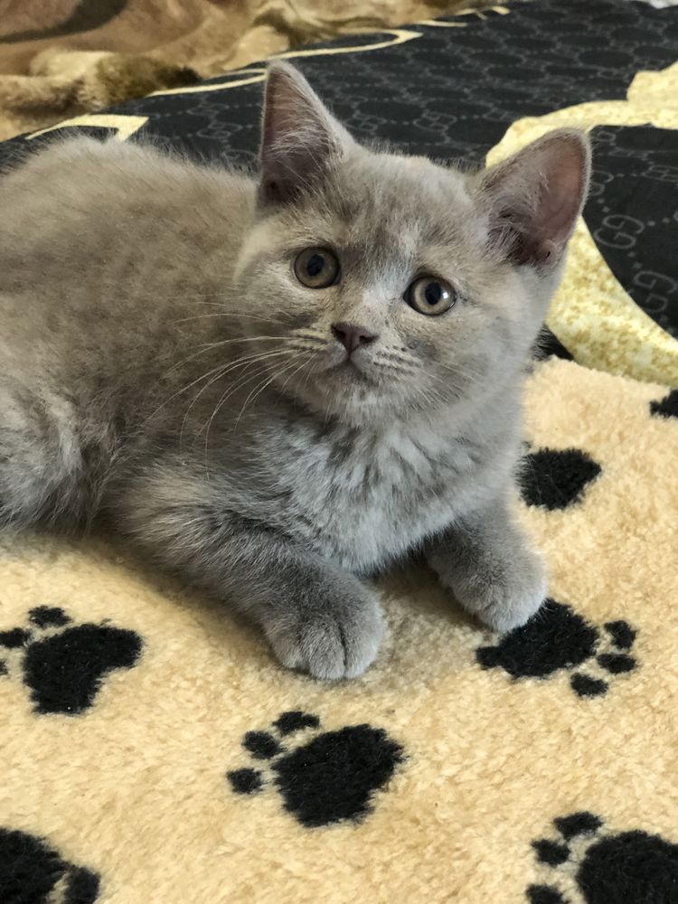 Шотландські кошенята лілового окрасу)
