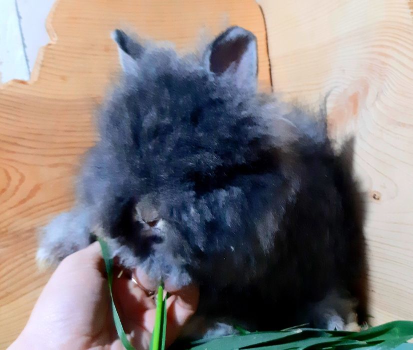 Карликовий міні кролик ангорський