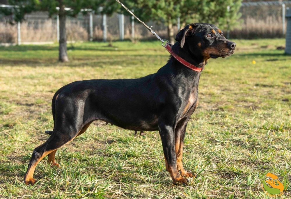 Malaga- piesek w typie psa gończego,tropiącego,łowczego do adopcji