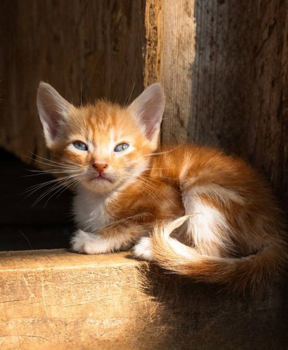 Отдам даром в добрые руки котят