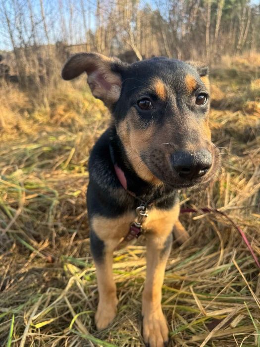 Cudowny szczeniak Mango szuka domku