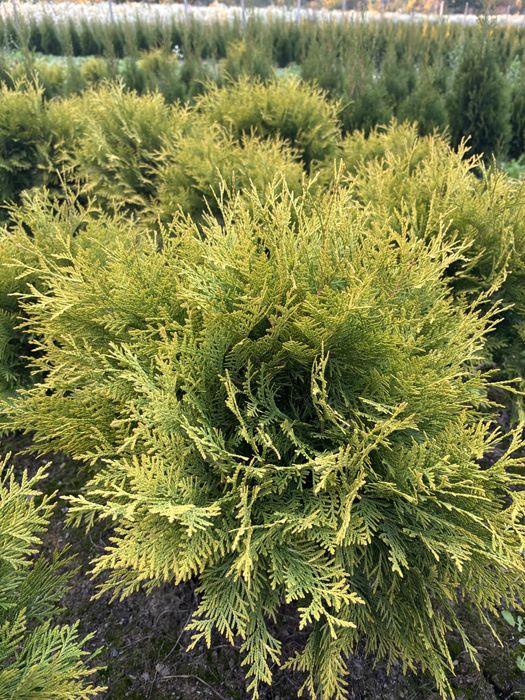 Ялівець Мунглоу, Блю Ароу, кипарисовики.