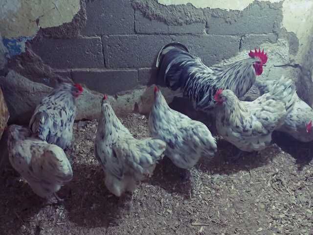 Інкубаційне яйце птиці різних порід Австралорп блакитний, чорний,спліш