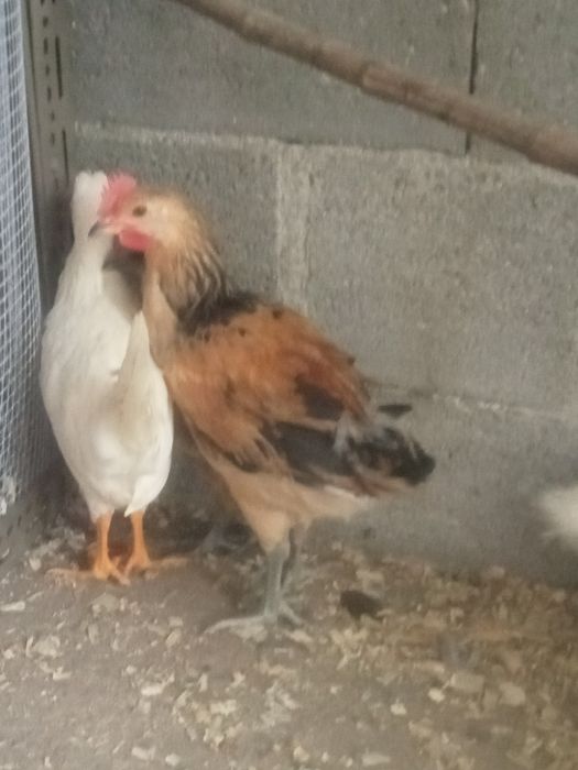 Pintos de raça ( trios,Cornish , wiandote dourado índio gig, brahmas e