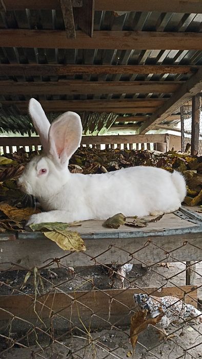 Бельгієць,самчик,кролі