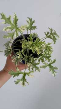 Geranium veriagata mint sadzonka anginka roślina kolekcjonerska