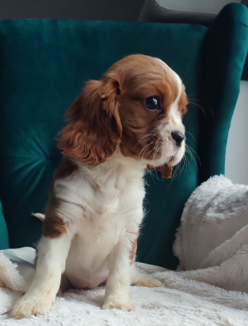 Cavalier King l Charles gotowe do odbioru