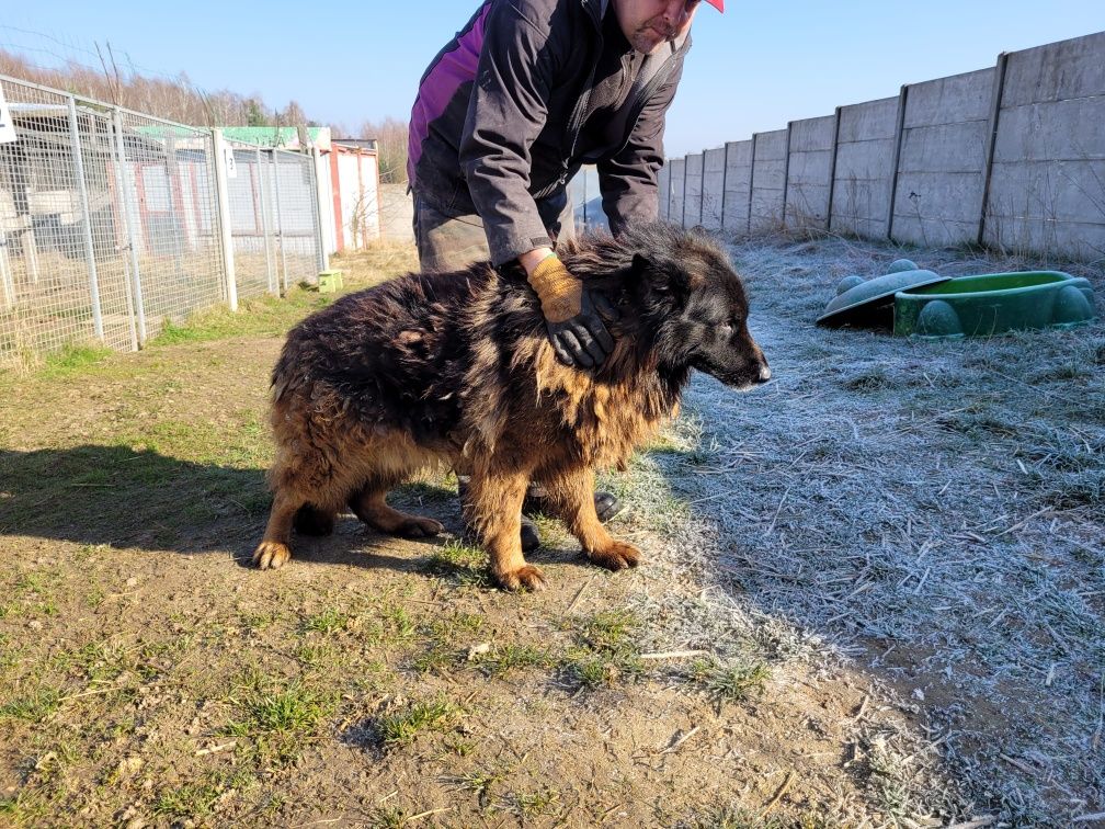 Zaniedbany owczarek niemiecki Hektor upodlony piesio PILNIE SZUKA DOMU