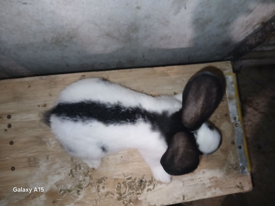 Кролики Німецький строкач