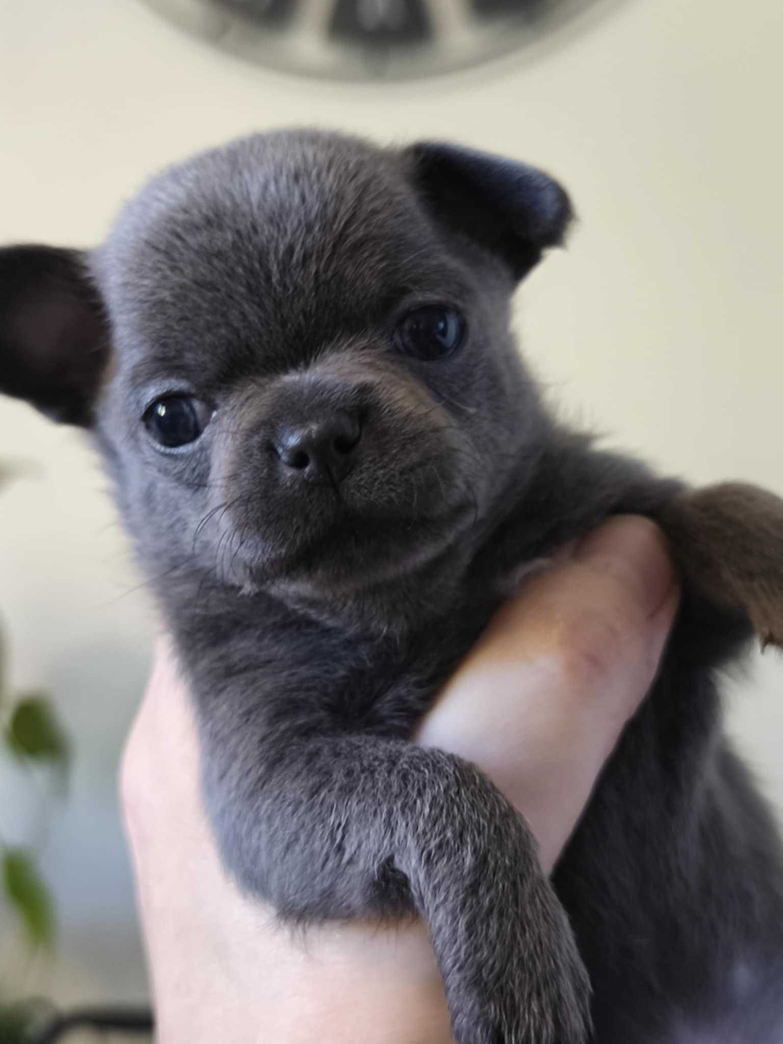 Chihuahua FCI szczeniak