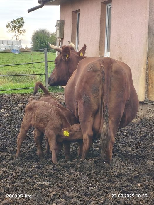 Polska czerwona program krowy