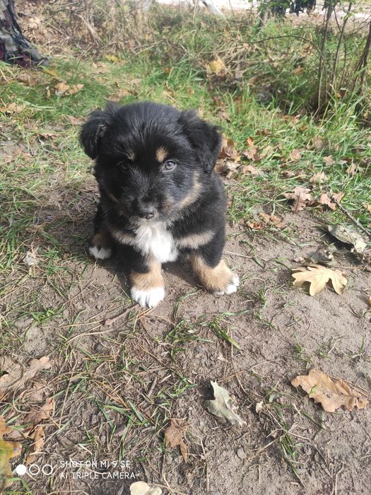Вівіддам песиків у добрі руки