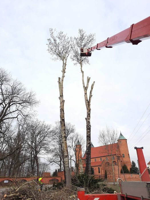 Wycinka drzew, pielegnacja drzew, podnośniki koszowe