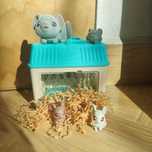 Little live pets myszki