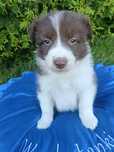 Samczyk Border Collie brązowo-biały nr 4/genetyka/RTG/wyprawka