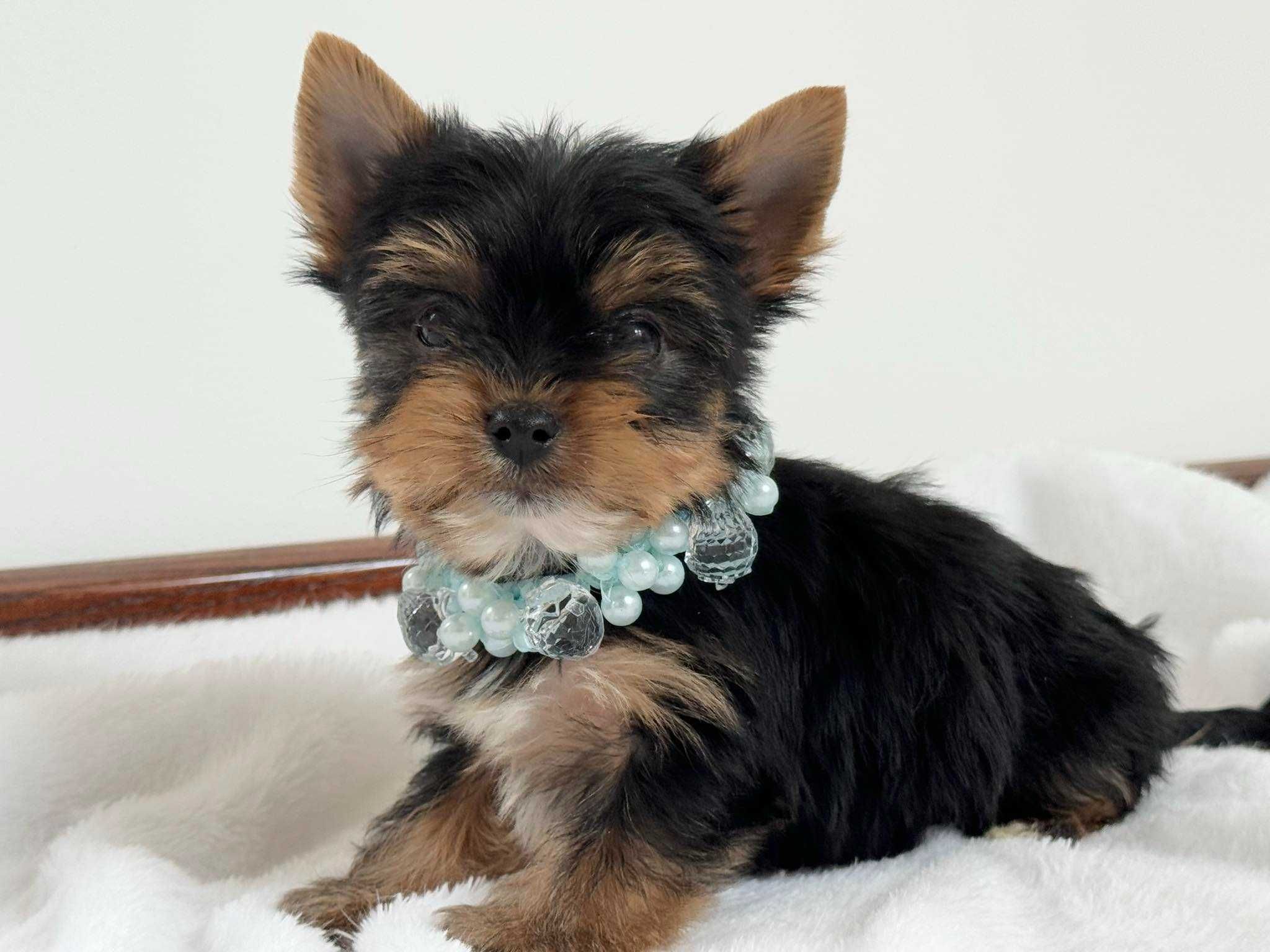 Chłopczyk Yorkshire Terrier z Rodowodem MIni!