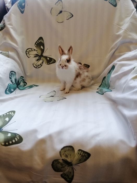 Króliczek karzełek Teddy, gładki, Lewek