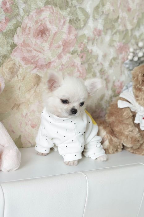 Tea cup chihuahua FCI