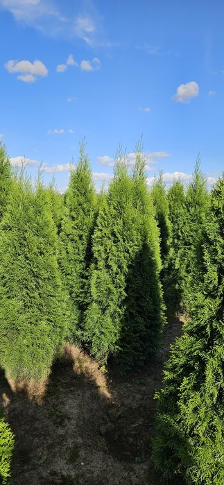 Tuja szmaragd likwidacja szkółki