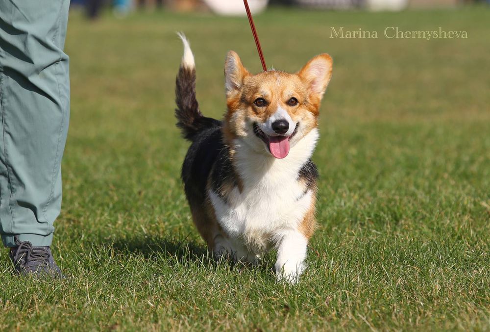 Взрослая девочка вельш корги пемброк