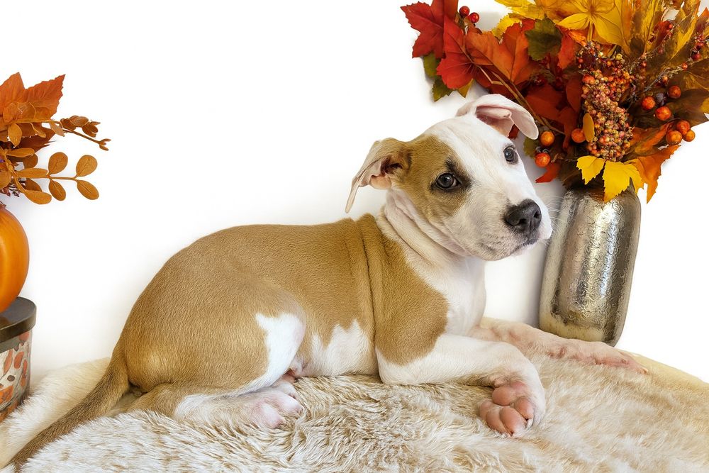 Śliczny szczeniak amstaff!