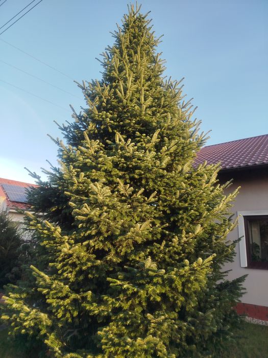 Choinka jodła kaukazka około 10 -12m - piękne gęsta idealna na rynek
