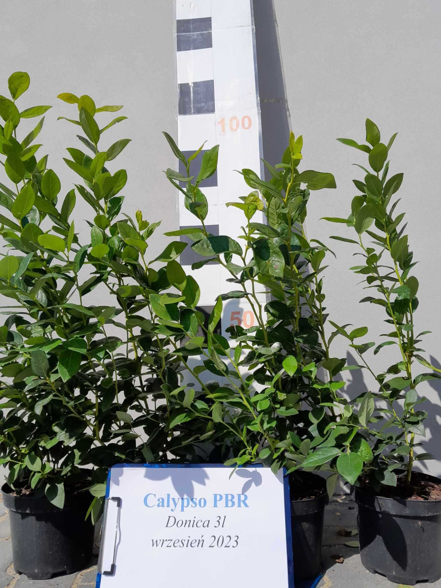 Borówka Amerykańska Calypso CAC 3 letnia donica 3 Litry PREMIUM