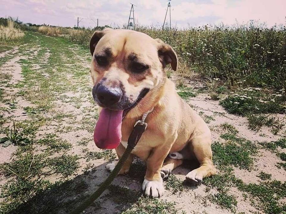 Tolek - przyjazny w stosunku do ludzi, ale trochę nieufny