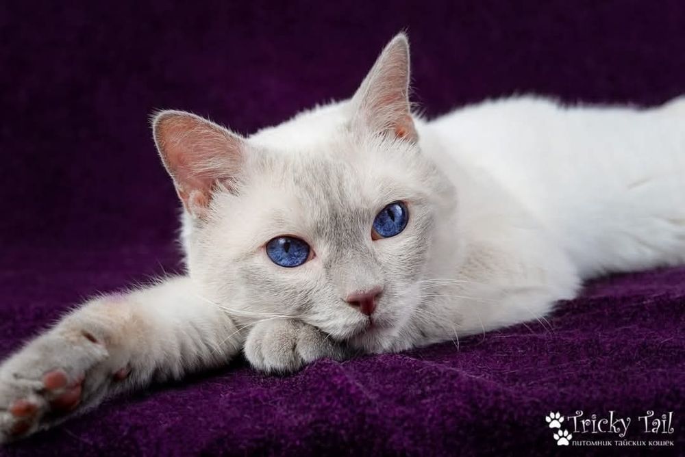 Тайские котята из профи питомника