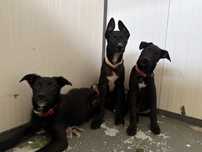 Cachorros 3 meses para adoção