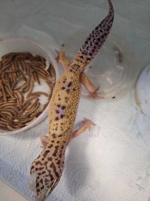 Gekon lamparci w sklep zoologiczny Pawik.pl