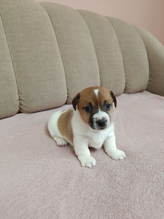 Śliczna suczka Jack Russell Terrier