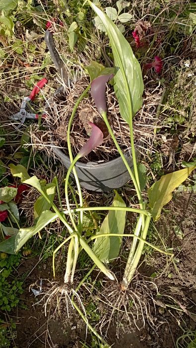 Кали затаденські, темно фіолетовий колір і сіренєвий