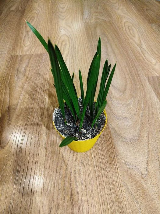 Пальма. Хамедорея Елеганс. Арека. Хризалідокарпус. Фінікова Пальма.