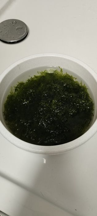 Mech Java. Duża ilość !