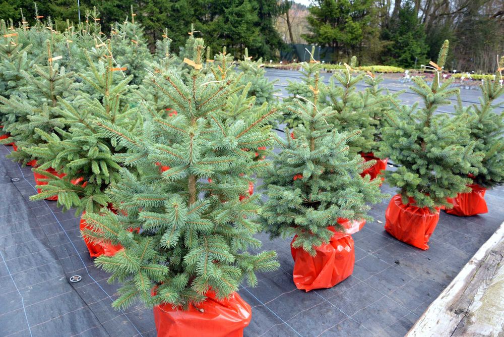 Jodła kalifornijska choinka formowana rosła w doniczce 8l.