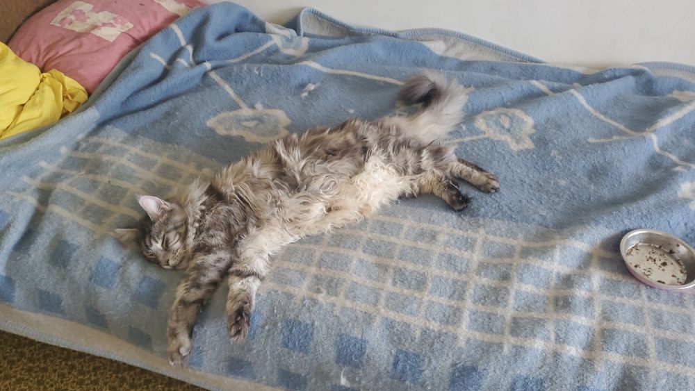 Передержка котов